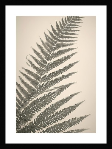 Exquisite fern fronds print - fronds,