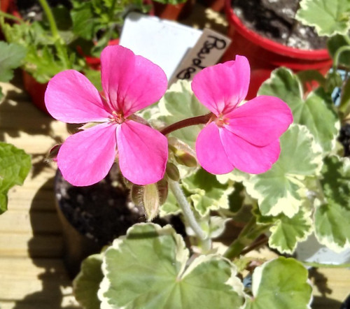 Pelargonium petals - x, “petals”
