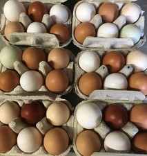 12 h@tchng eggs from our farm