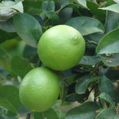 Citrus aurantifolia mexican - aurantifolia,