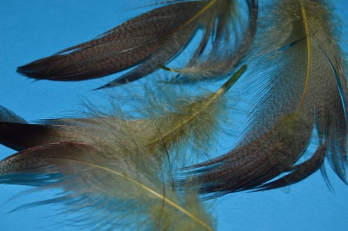 Dyed bronze mallard - ,