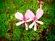Pelargonium 'Fruticosum' BRITISH GROWN, ideal SCENTED leaf plant for Christmas