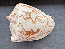 Cymbiola nobilis 170mm -