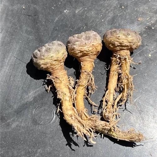 1pices 3cm seedgrowth - 1pices, 2.5-3cm