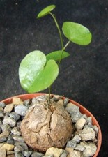 Dioscorea Elephantipes 2.9cm caudex collectors South African succulent / cactus