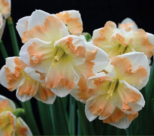 Litre potted cum laude - 1,