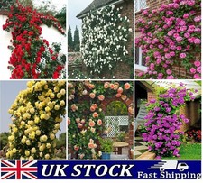 Climbing Rose Seeds, Selection of Viable Home Garden Plant Rose Flower Seeds