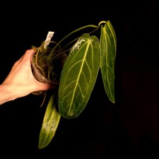 Anthurium warocqueanum