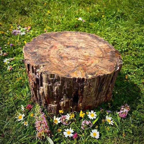 Large petrified fossil wood