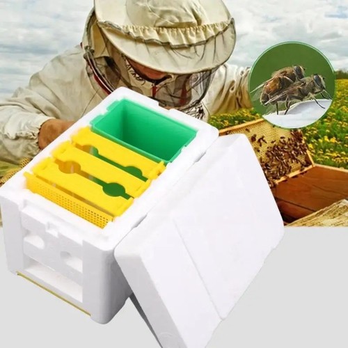 Queen bee breeding - breeding, box