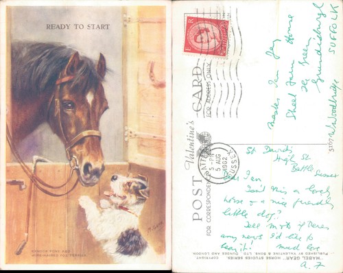 Exmoor pony and - pony, haired