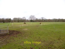 Photo 6x4 Tincleton, horse