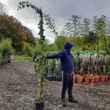 Climbing Ivy Pole 250/300cm