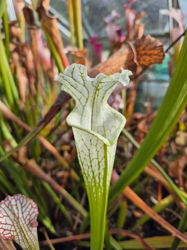 Sarracenia x - sarracenia,