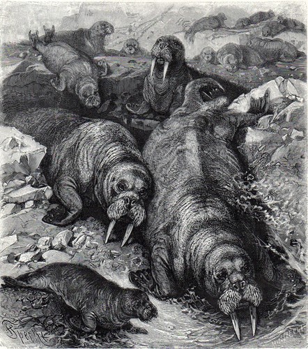 Walruses the ice 1894 - the,