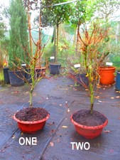 28inch inc. pot OUTDOOR Bonsai Tree Japanese Maple - Acer Katsura