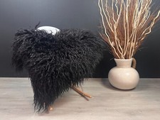 Beautiful Icelandic Curly