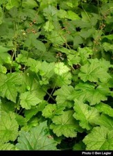 Tolmiea menziesii- 9cm pot