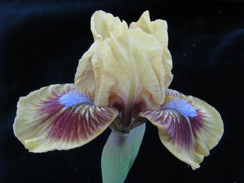 August delivery std dwarf - august,