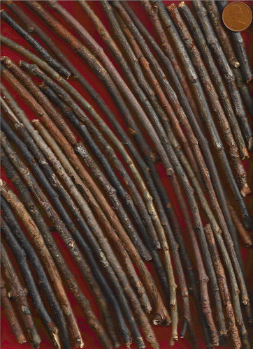 Nice north sea driftwood - nice,