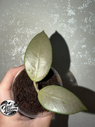 Very rare hoya lai - hoya, sp.