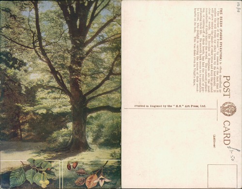 Beech tree fagus sylvatica - sylvatica, rs