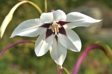 45 Acidanthera Murielae