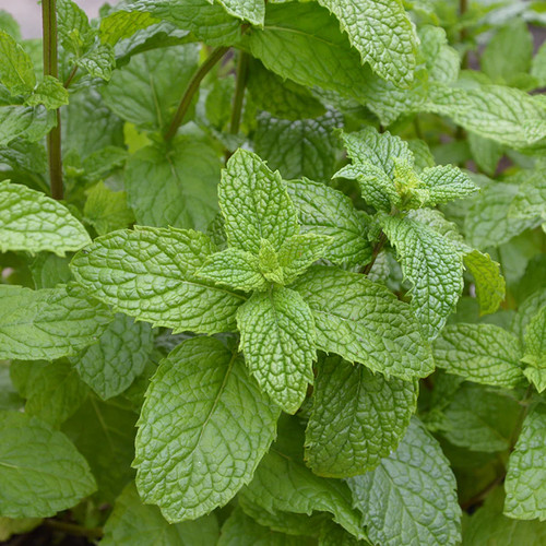 Mint mentha villosa - mint, x