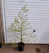 Silver Birch Tree 5ft Tall In