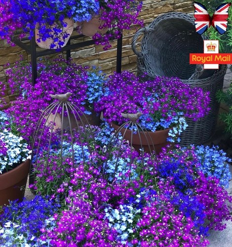 Lobelia 500 seeds cascade - seeds,