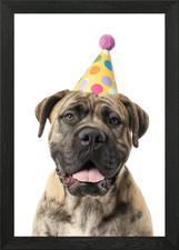 Bullmastiff Dog with Birthday