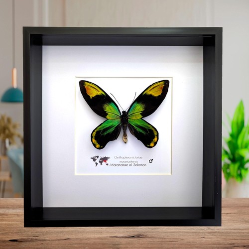 Framed queen victoria birdwing - queen,