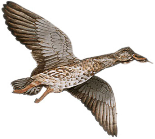 Jackite mallard duck hen decoy - mallard,