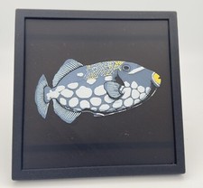 Marine Fish – Clown Trigger