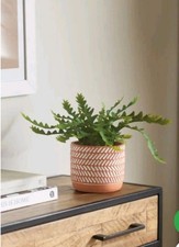 next cactus Succulent in