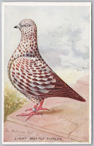 Birds light mottled tippler - birds,
