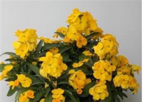 Wallflower f1 bounty - f1,