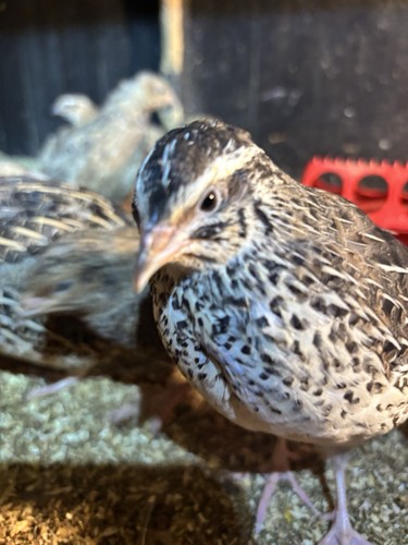 Gourmet quail eating eggs - quail,