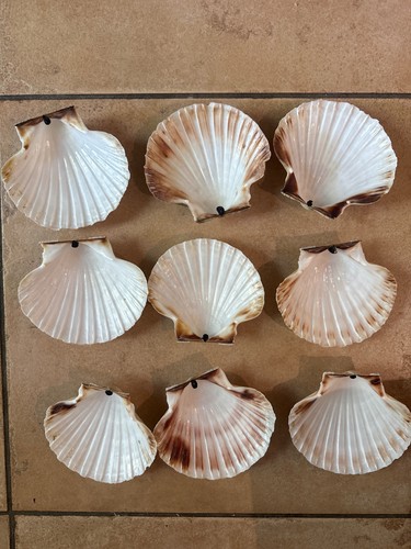 Scallop shells medium used - shells,