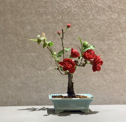 Japanese chaenomeles bonsai - japanese,