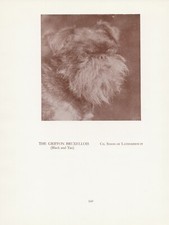 BRUSSELS GRIFFON OLD VINTAGE