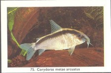 Rizla (NL) - Exotic Aquarium Fish, Series 2, overprint back - 75 - Catfish