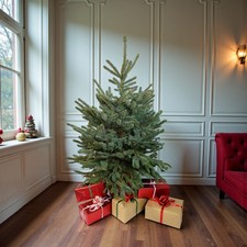 Blue Spruce Pot Grown