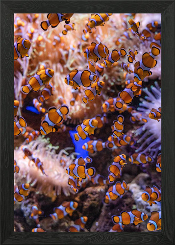 Lots clown fish framed wall - lots, of