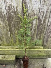 Atlas Cedar Tree - Cedrus atlantica - 10/20cm Tall - Cell