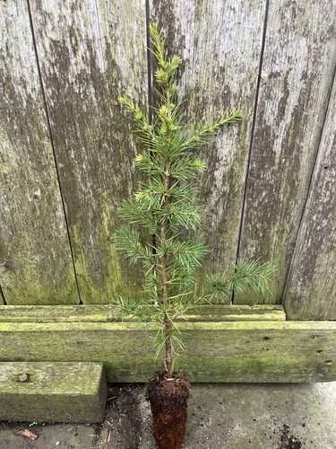 Atlas cedar tree cedrus - atlas,