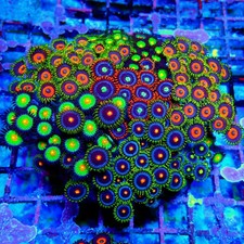 WYSIWYG - Mix Zoas Premium