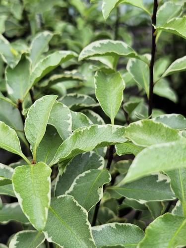 Pittosporum silver queen - pittosporum,