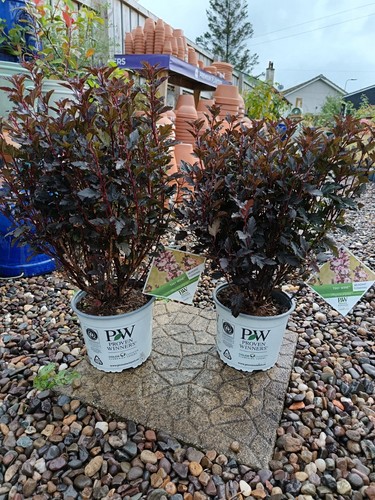 Physocarpus tiny wine 3 l - wine,