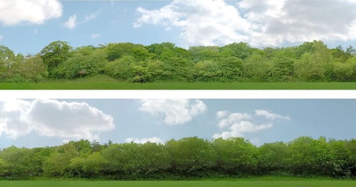 Scenic backgrounds trees - -,